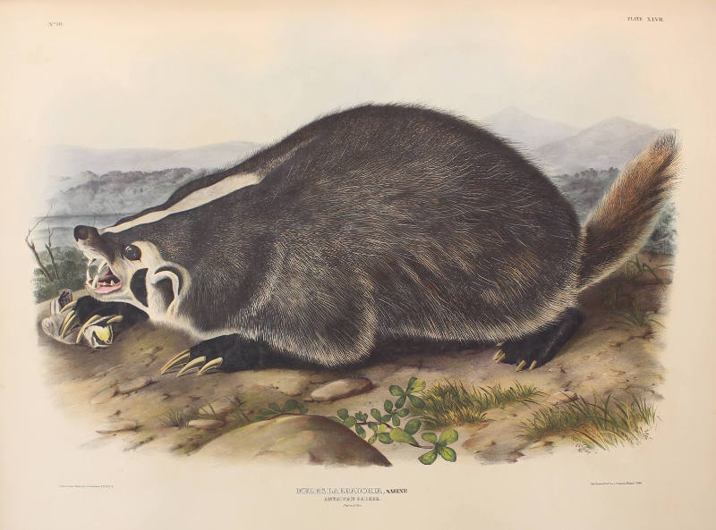 American Badger