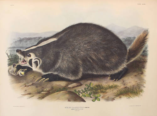 American Badger