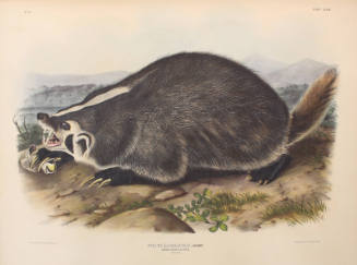 American Badger