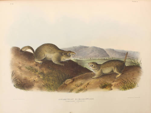 Richardson's Spermophile