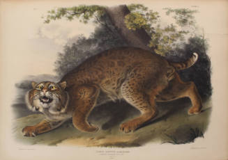 Common American Wild Cat