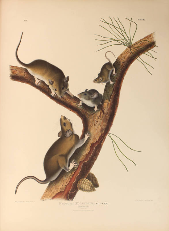 Florida Rat