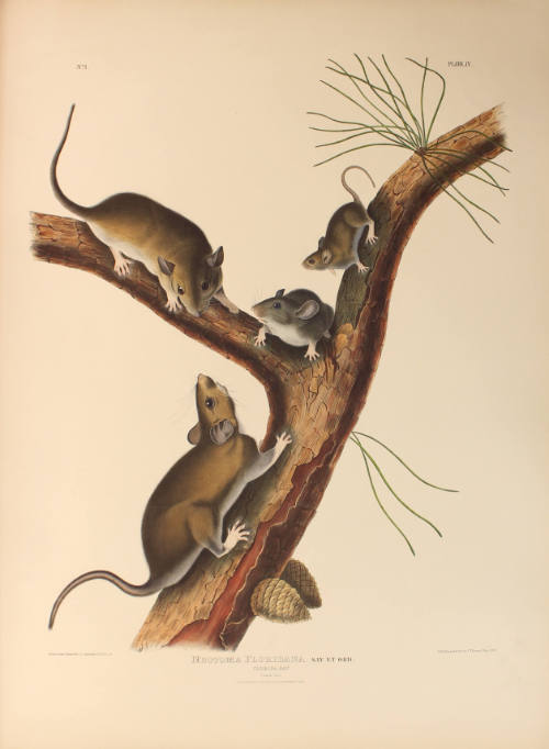 Florida Rat