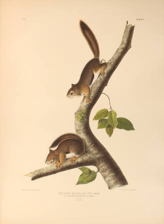 Richardson's Columbian Squirrel