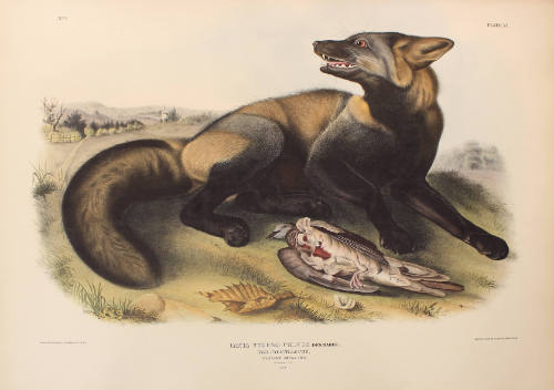American Cross Fox