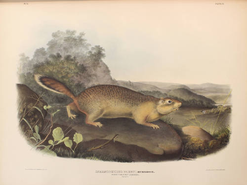Parry's Marmot Squirrel