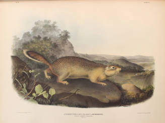 Parry's Marmot Squirrel