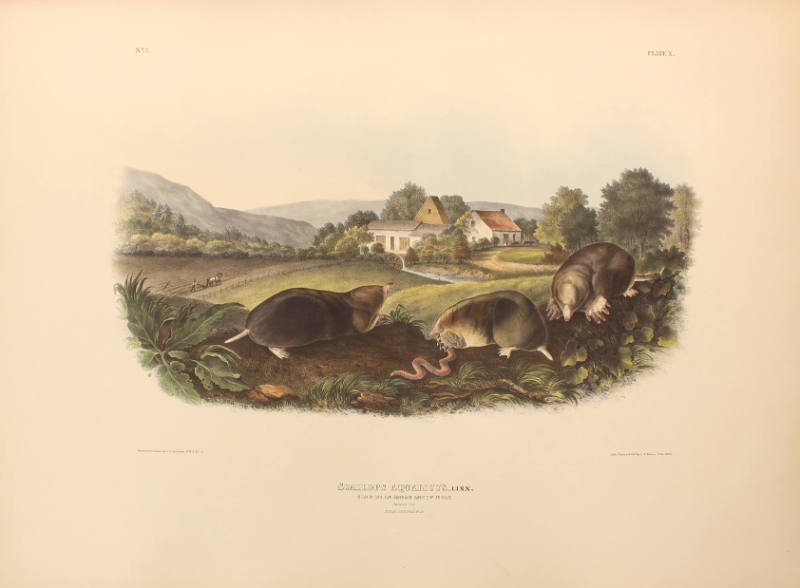 Common American Shrew Mole