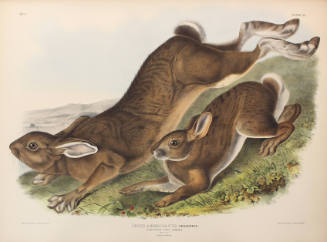 Northern Hare, Summer, Natural Size