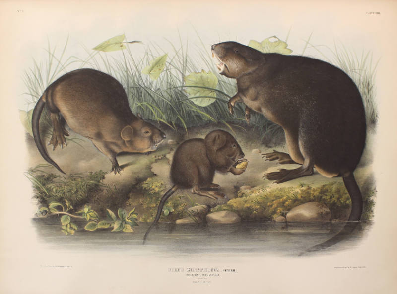 Musk-Rat, Musquash