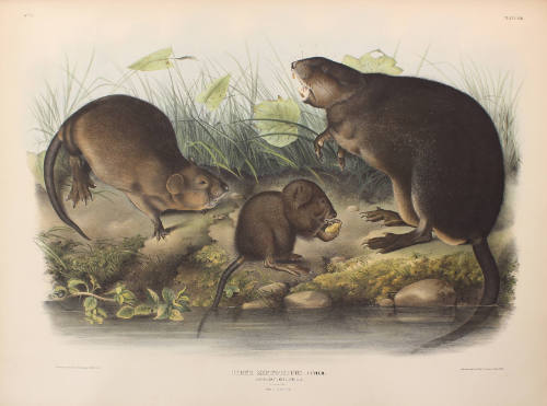 Musk-Rat, Musquash