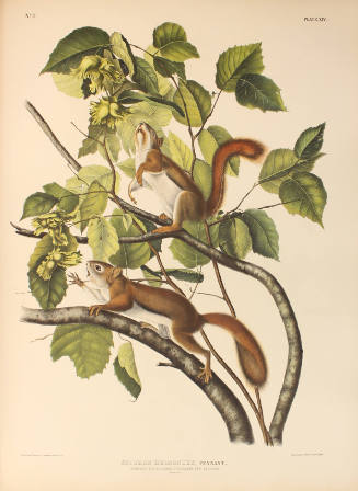 Hudson's Bay Squirrel, Chickaree Red Squirrel