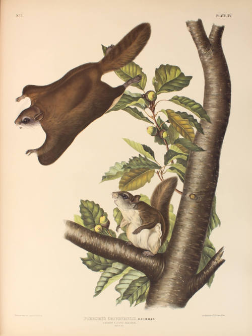 Oregon Flying Squirrel