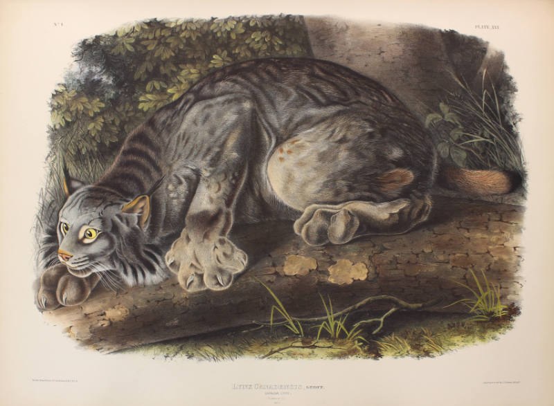 Canada Lynx