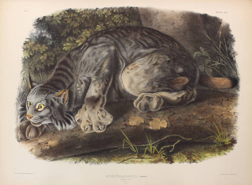 Canada Lynx