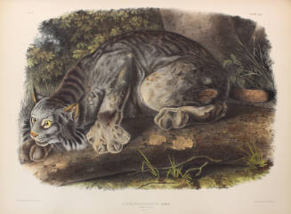 Canada Lynx