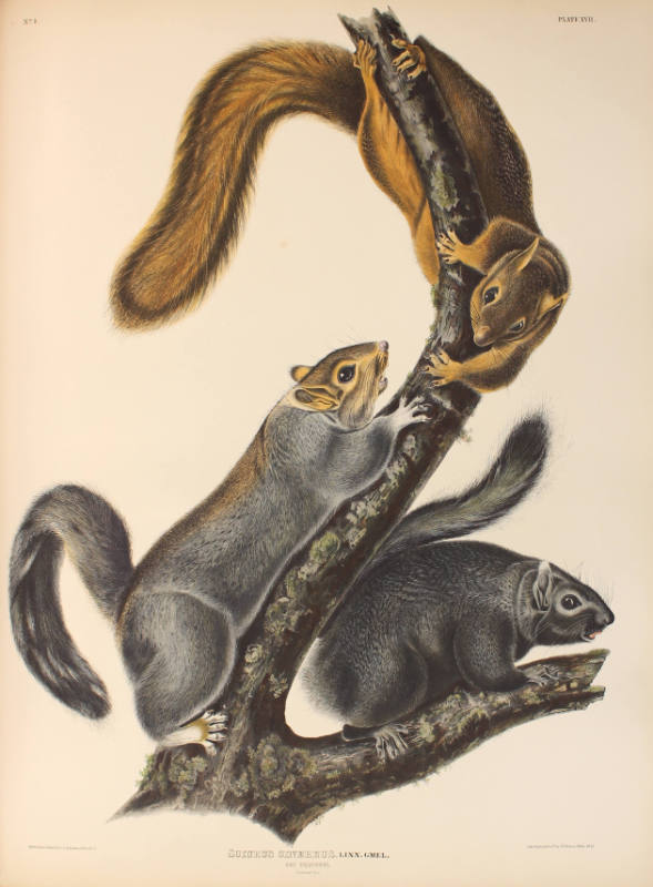 Cat Squirrel
