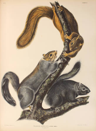 Cat Squirrel