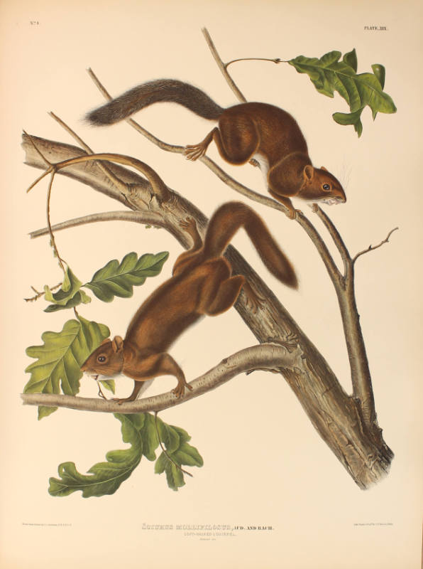 Soft-haired Squirrel