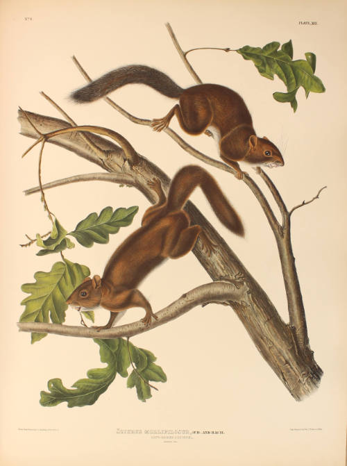 Soft-haired Squirrel