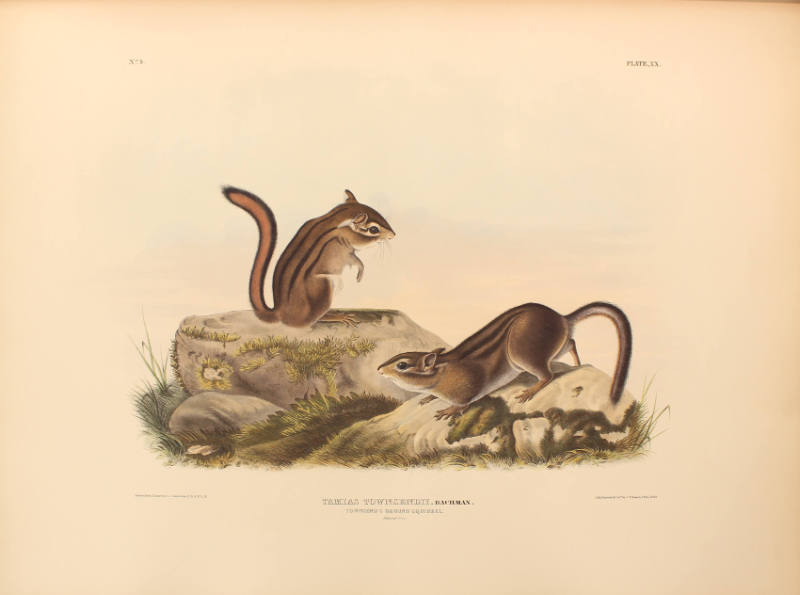 Townsend's Ground Squirrel