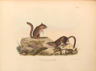 Townsend's Ground Squirrel