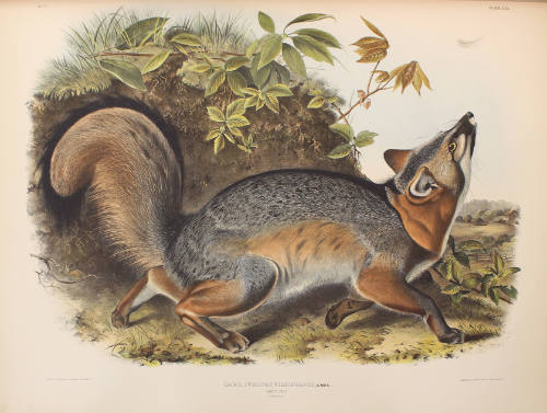 Grey Fox