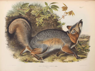 Grey Fox