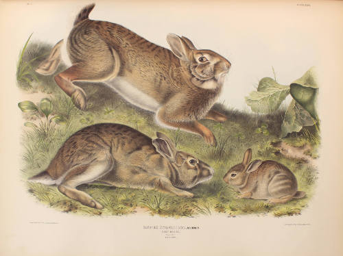 Grey Rabbit