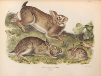 Grey Rabbit