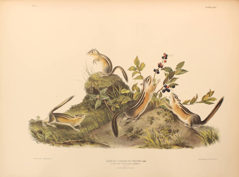 Four-striped Ground Squirrel