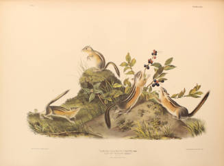 Four-striped Ground Squirrel
