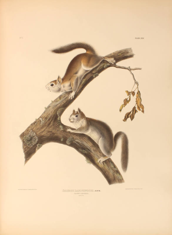 Downy Squirrel