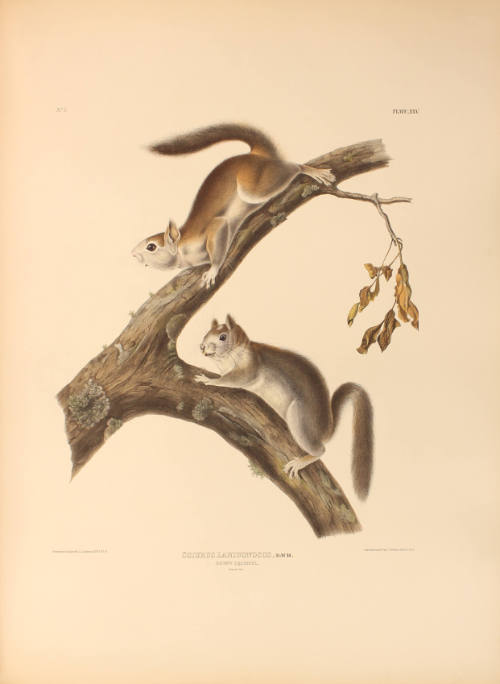 Downy Squirrel