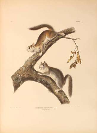Downy Squirrel