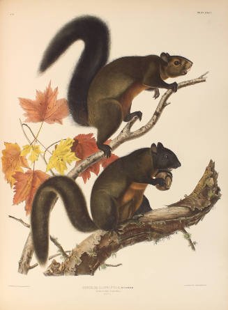 Long-haired Squirrel