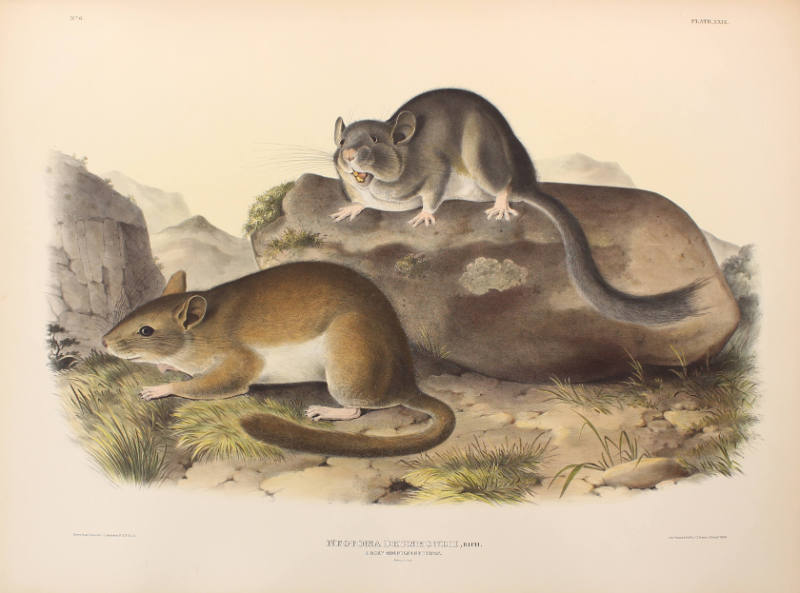 Rocky Mountain Neotoma