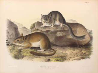 Rocky Mountain Neotoma