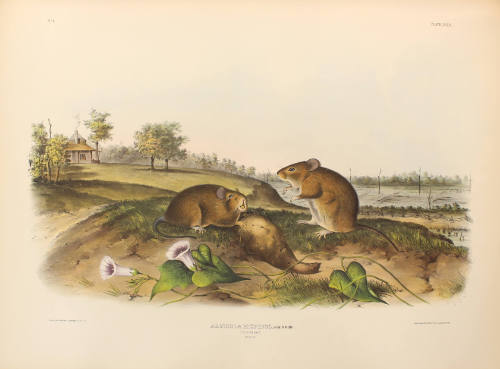 Cotton Rat