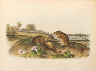 Cotton Rat