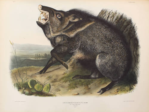 Collared Peccary