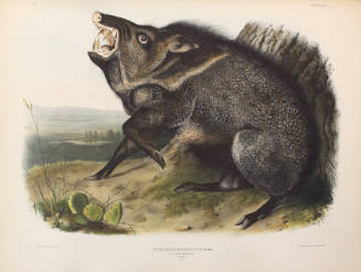 Collared Peccary