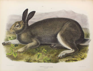 Polar Hare