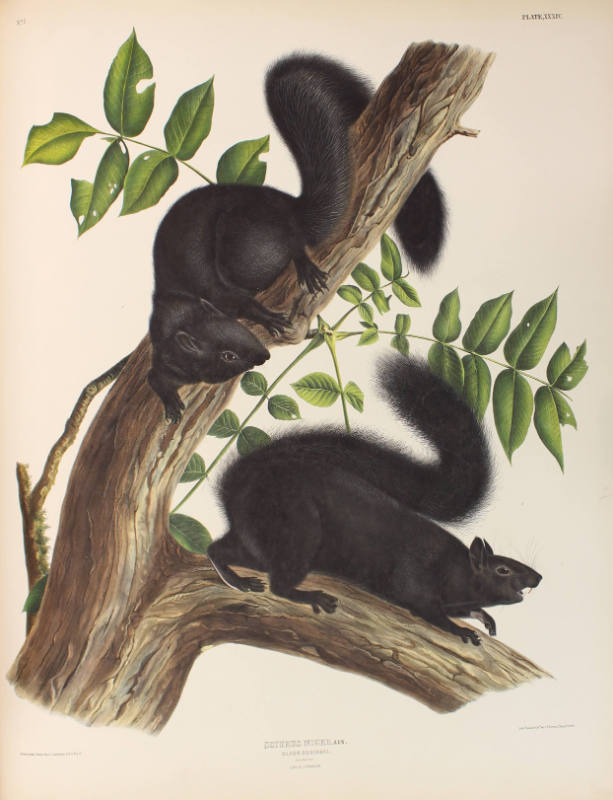 Black Squirrel