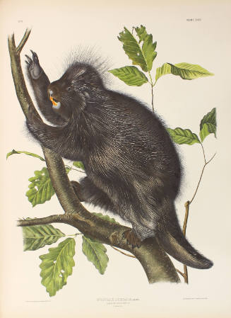 Canada Porcupine