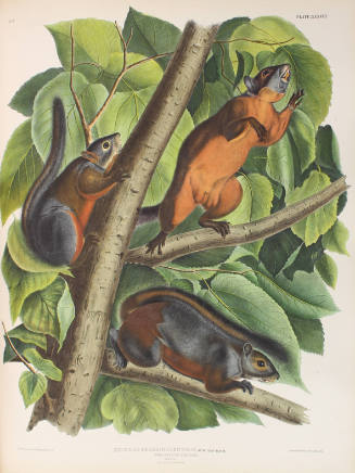Red-bellied Squirrel