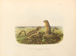 Leopard Spermophile