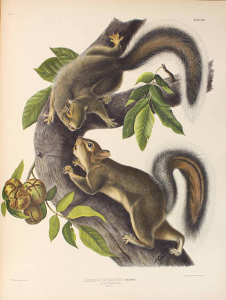 Hare Squirrel