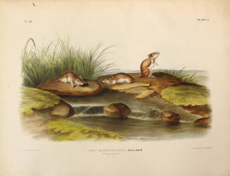 Missouri Mouse