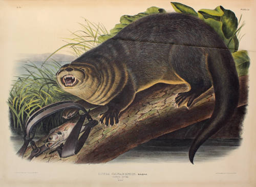 Canada Otter